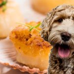 Can Dogs Eat Scallops? Everything You Need to Know