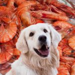 Can Dogs Eat Shrimp?