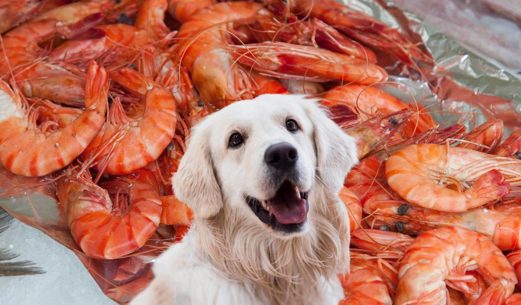 Can Dogs Eat Shrimp?