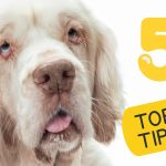 5 Essential Tips for Training Your Clumber Spaniel Puppy