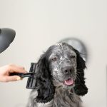 Do Blue Roan Cocker Spaniels Shed?