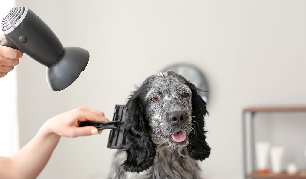 Do Blue Roan Cocker Spaniels Shed?