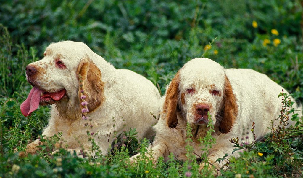 Training Your Clumber Spaniel: Tips and Techniques