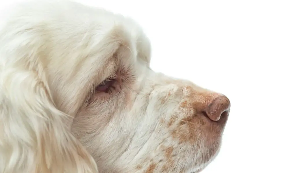 Is a Clumber Spaniel a Good Family Dog? Everything You Need to Know