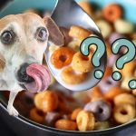 Can Dogs Eat Cheerios? What You Need to Know