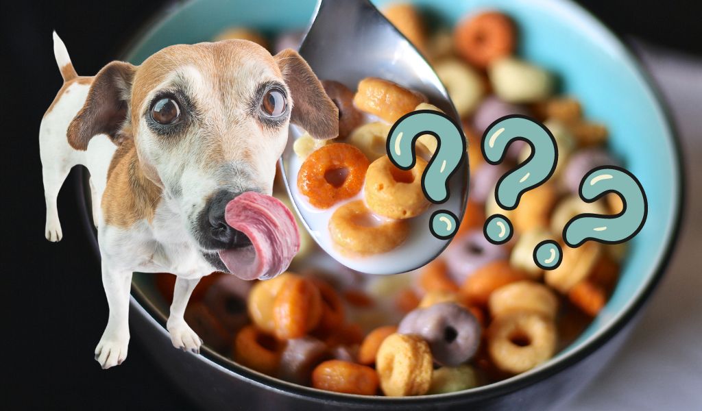 Can Dogs Eat Cheerios? What You Need to Know