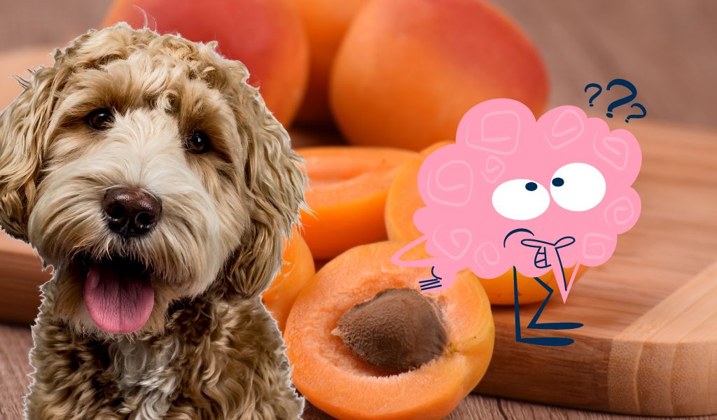 Can Dogs Eat Apricots? Know the Risks and Benefits