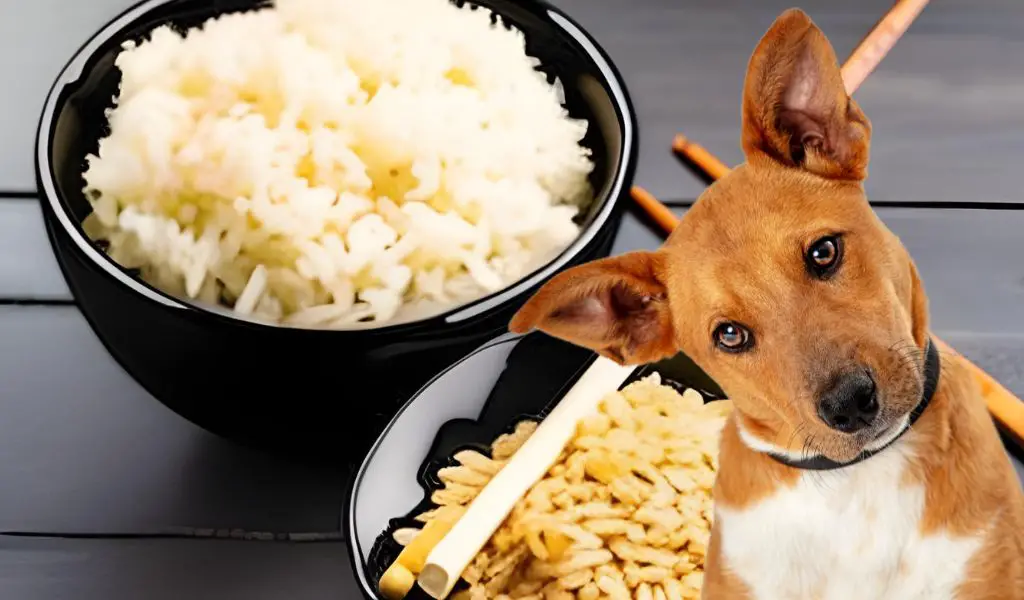 Is Brown Rice Good for Dogs? Everything You Need to Know