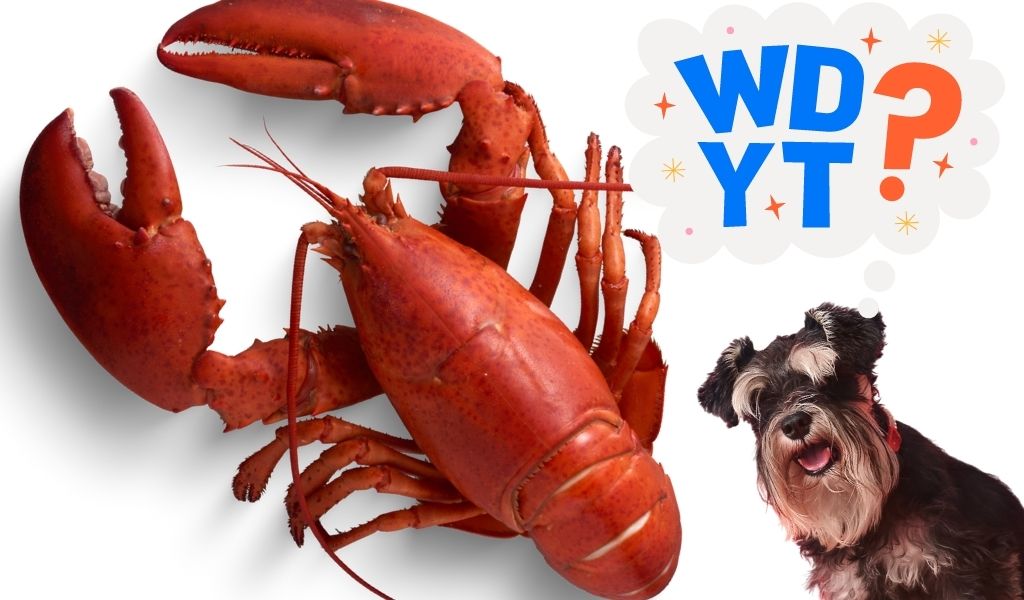 Can Dogs Eat Lobster: What You Need to Know