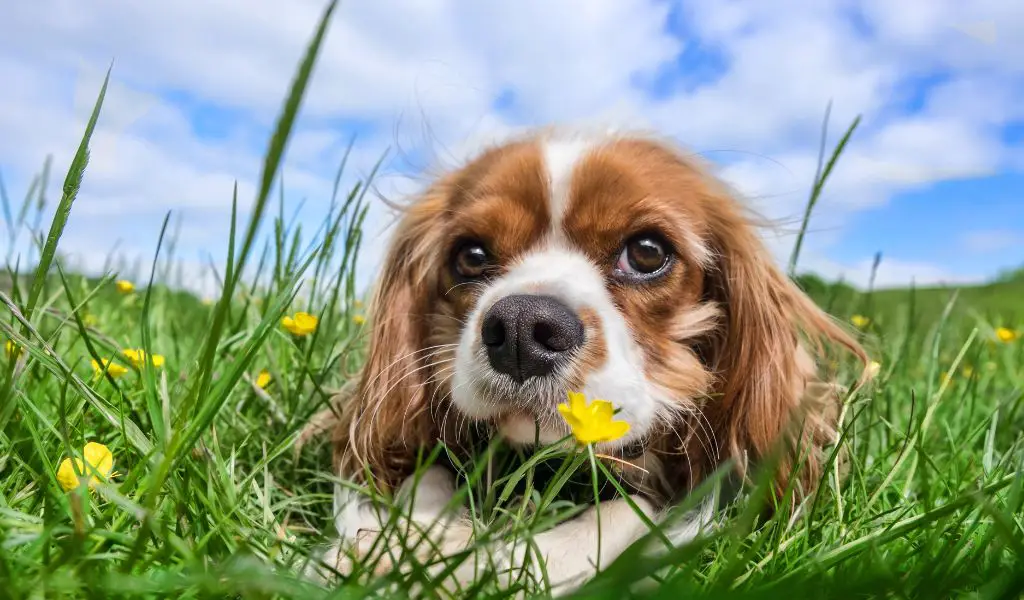 Best Supplements for a Cavalier King Charles Spaniel