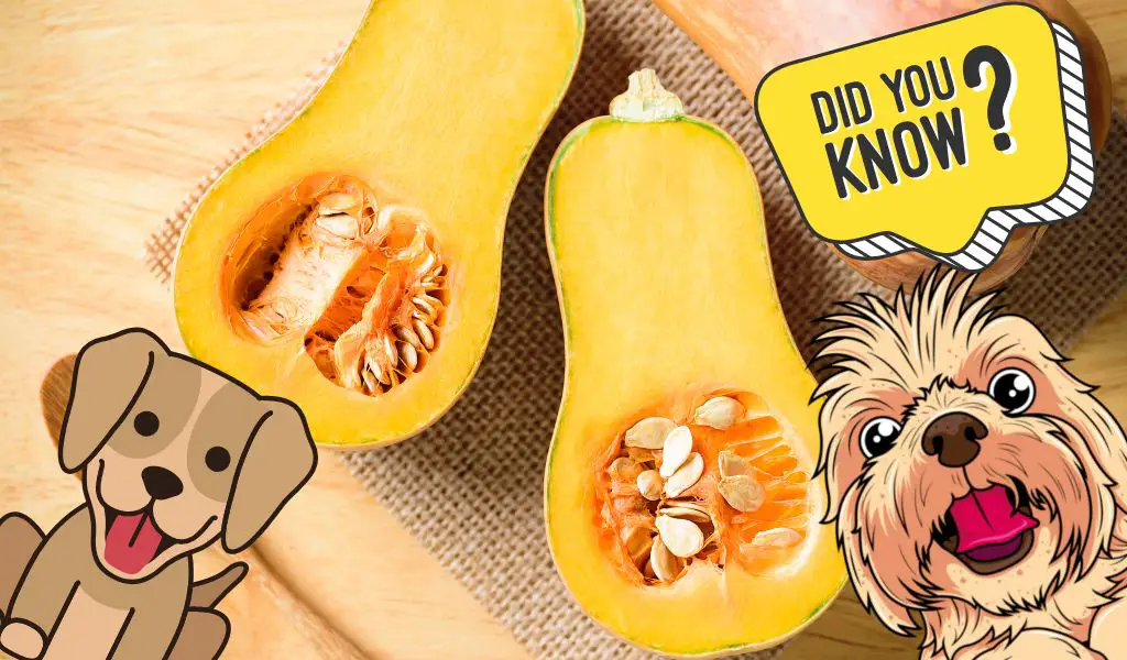 Can Dogs Eat Butternut Squash?