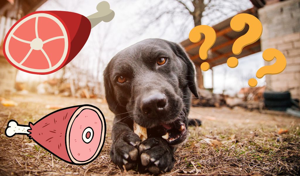 Can Dogs Eat Ham Bones?