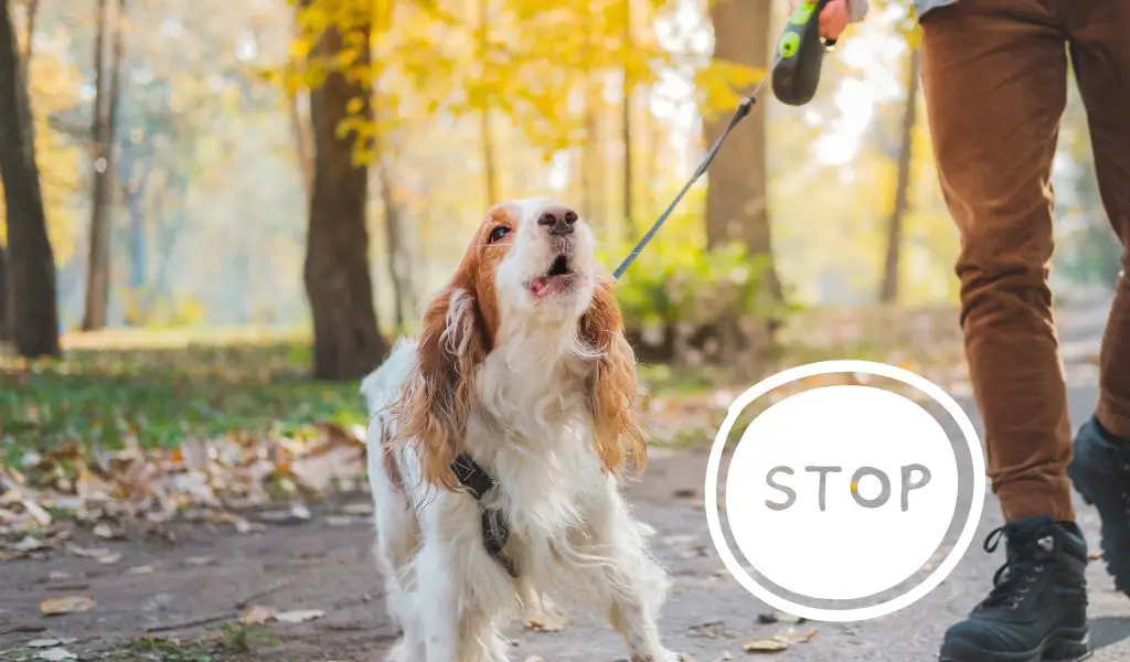 How to Stop Your Spaniel from Barking Excessively