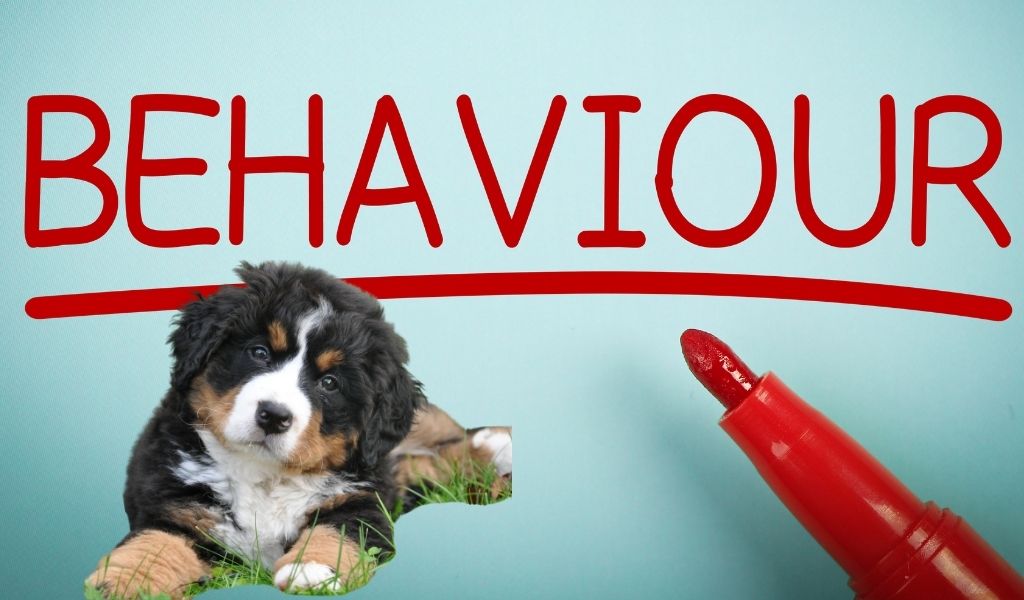 5 Common Dog Behaviours and What They Mean