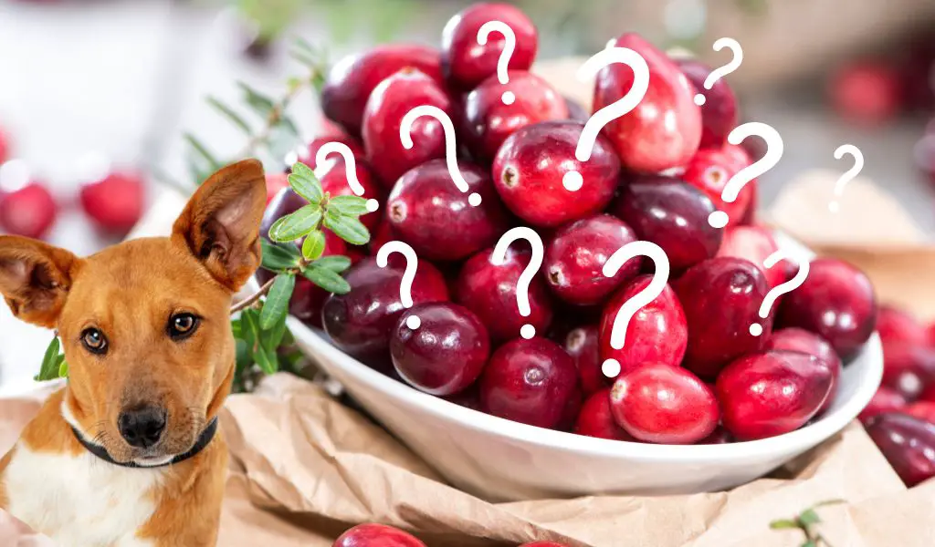 Can Dogs Eat Cranberries? A Berry Good Question!