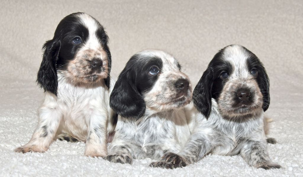 How to Determine If Your Cocker Spaniel Puppy is Roan
