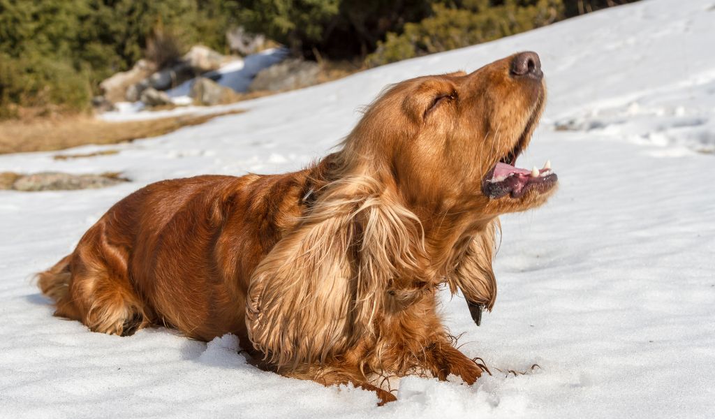 How to Stop Your Spaniel from Barking Excessively