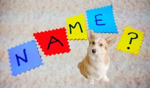 How to train a dog to understand his name