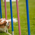 Training Your Spaniel for Agility: Getting Started