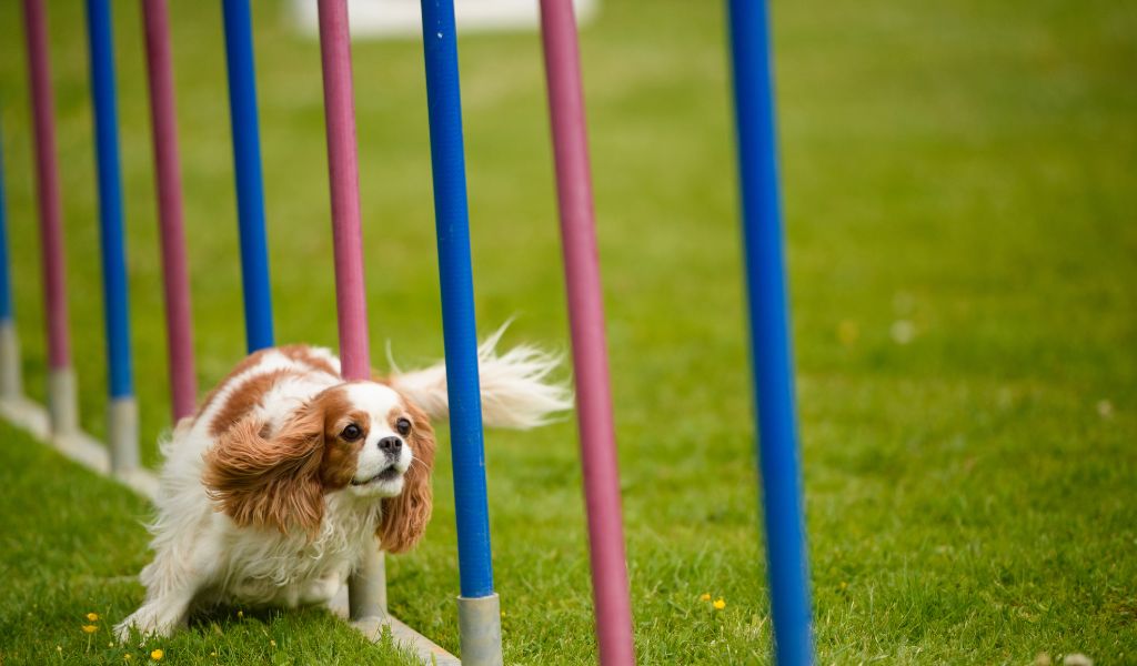 Training Your Spaniel for Agility: Getting Started