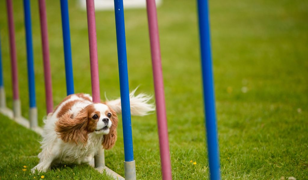 agility training for spaniels