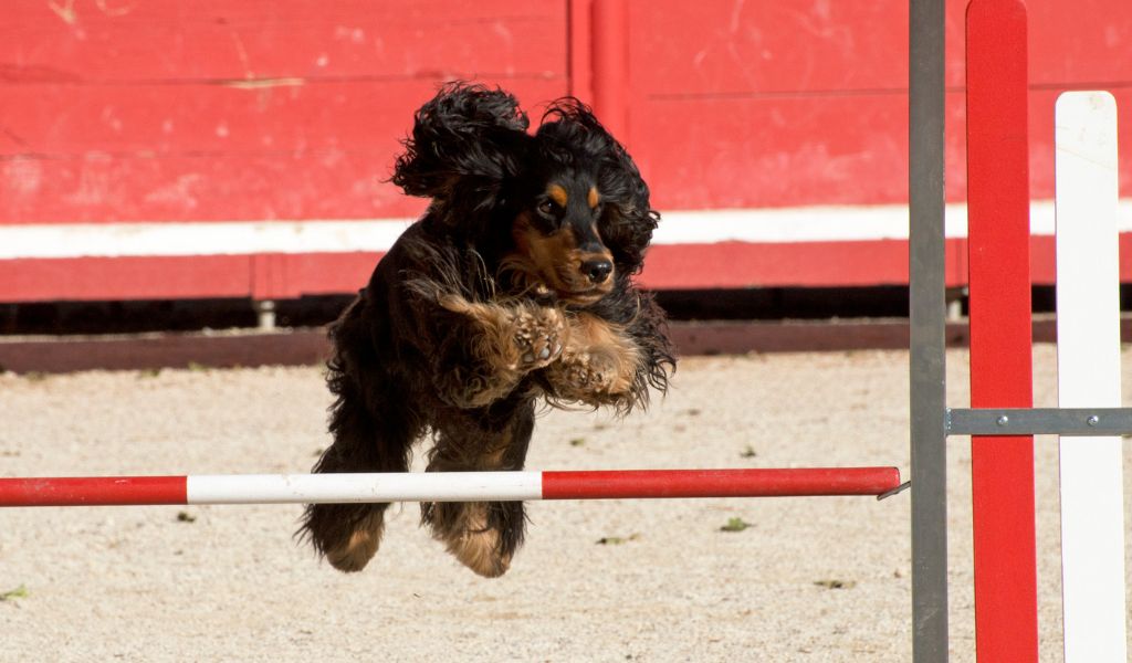 agility training for spaniels