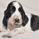 Do Blue Roan Cocker Spaniels Get Darker? Understanding Colour Changes in Your Pet