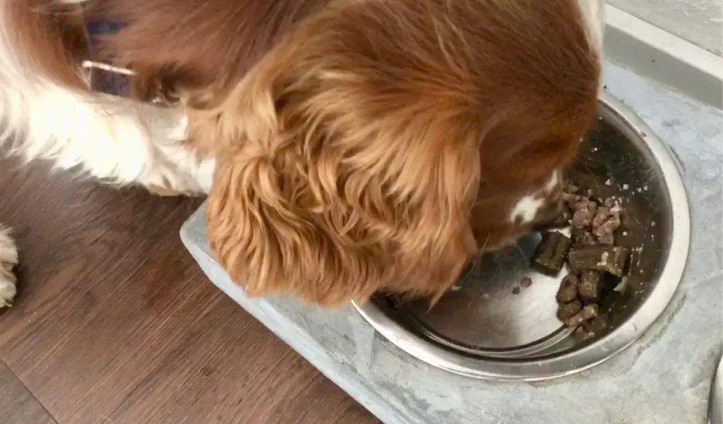 The best diet for a spaniel’s health and energy