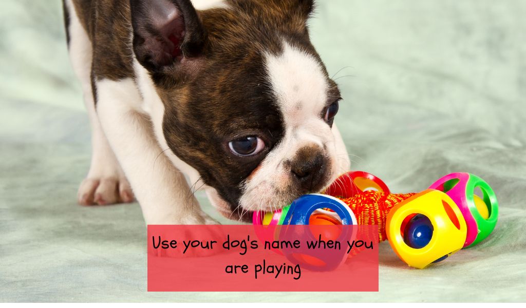 How to train a dog to understand his name