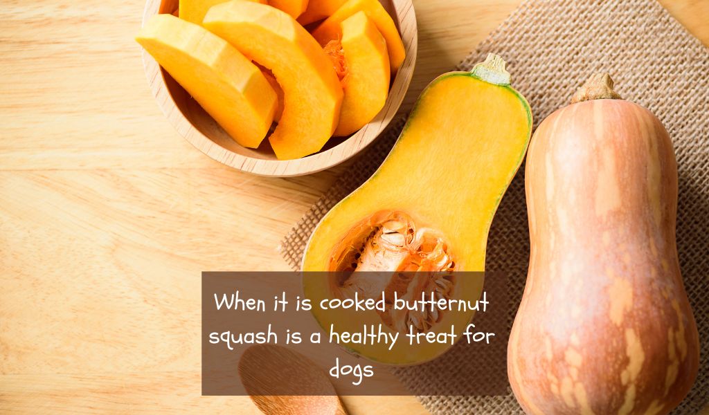 Can Dogs Eat Butternut Squash?