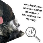 Why Are Cocker Spaniels Called Blue Roan? Unravelling the Mystery