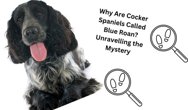 Why Are Some Cocker Spaniels Called Blue Roan? Unravelling The Mystery ...