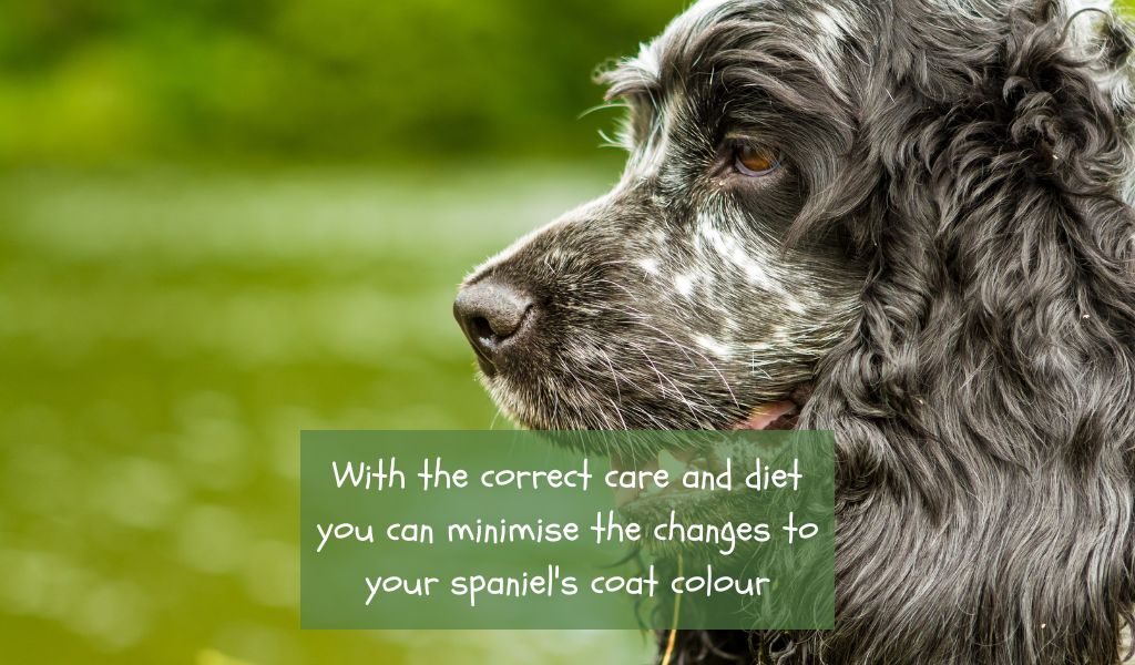 Do Blue Roan Cocker Spaniels Get Darker? Understanding Colour Changes in Your Pet 2 do blue roan cocker spaniels get darker