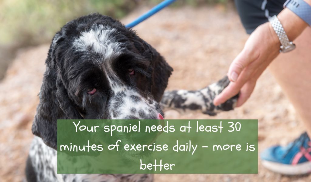 The Importance of Exercise for Blue Roan Cocker Spaniels