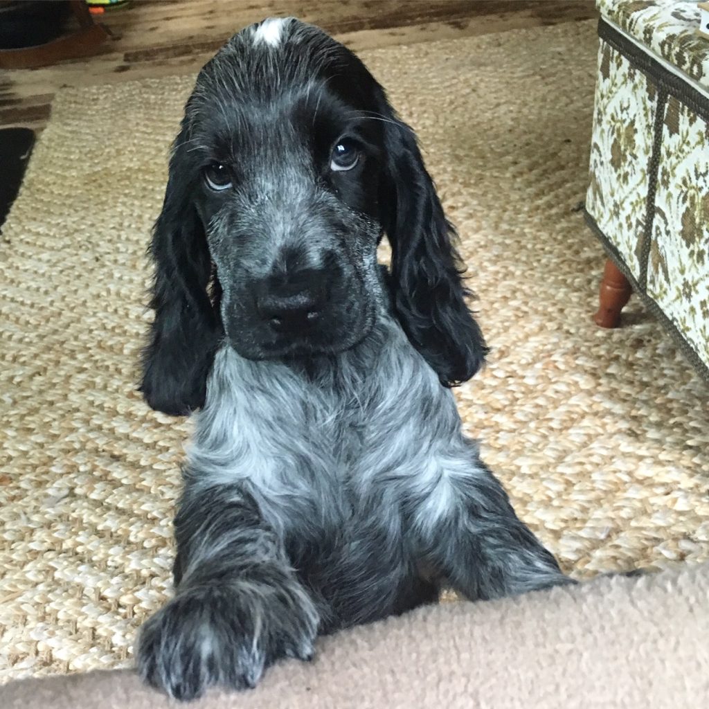 blue roan cocker spaniel