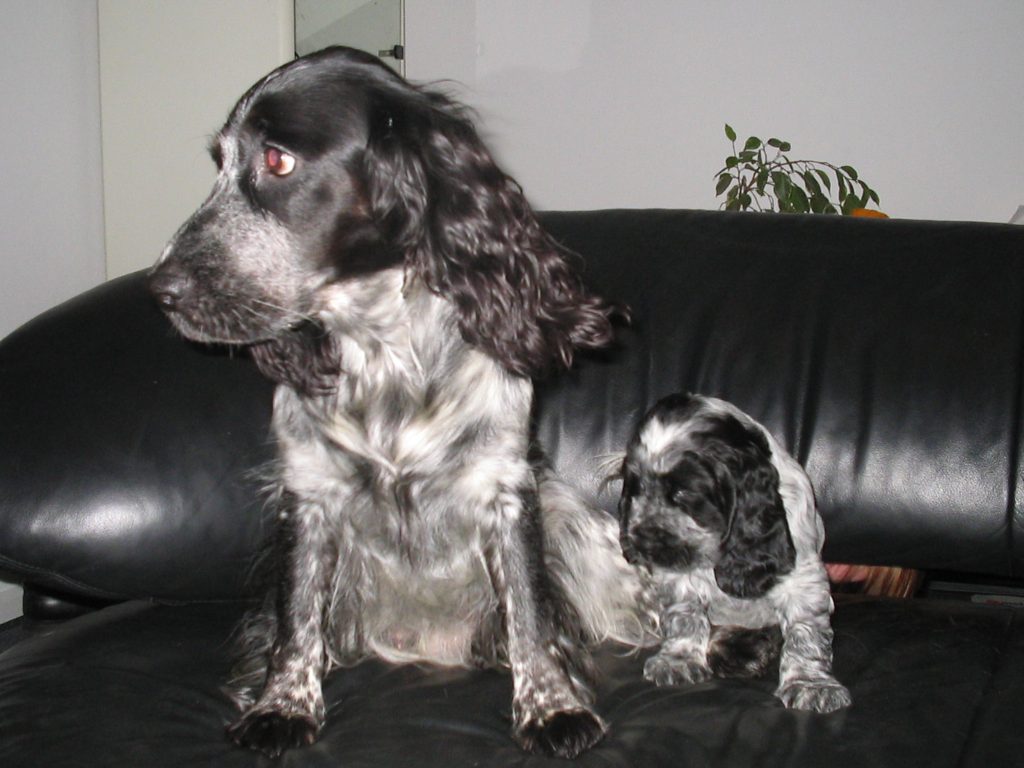 blue roan cocker spaniel