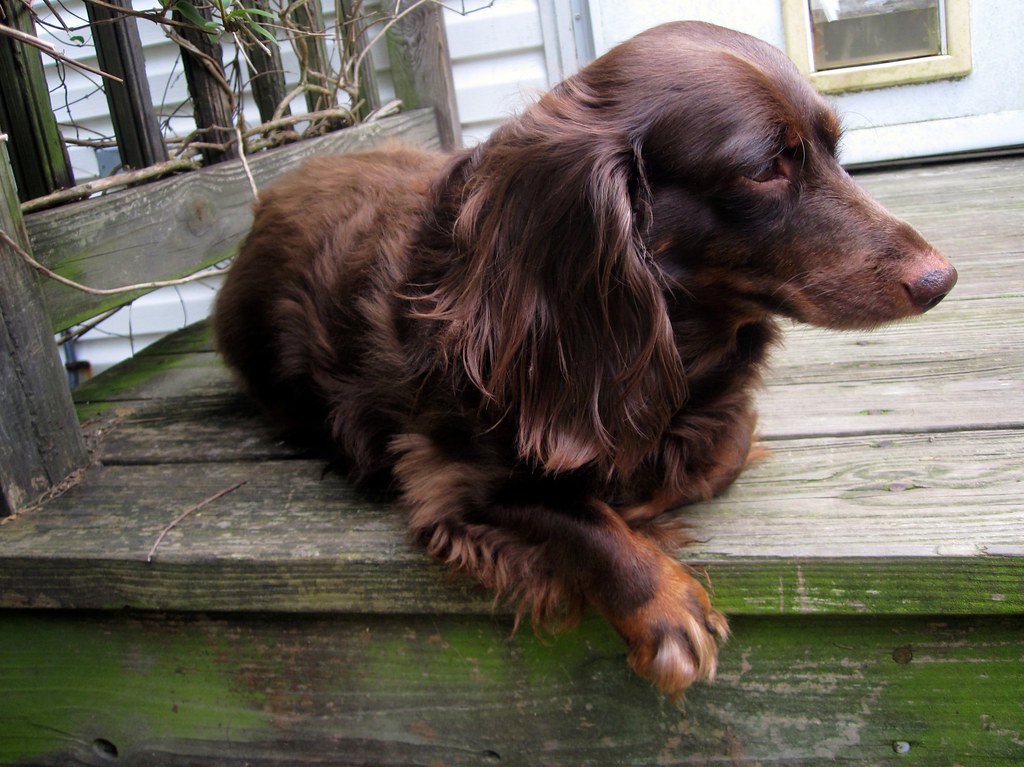 facts about chocolate cocker spaniels