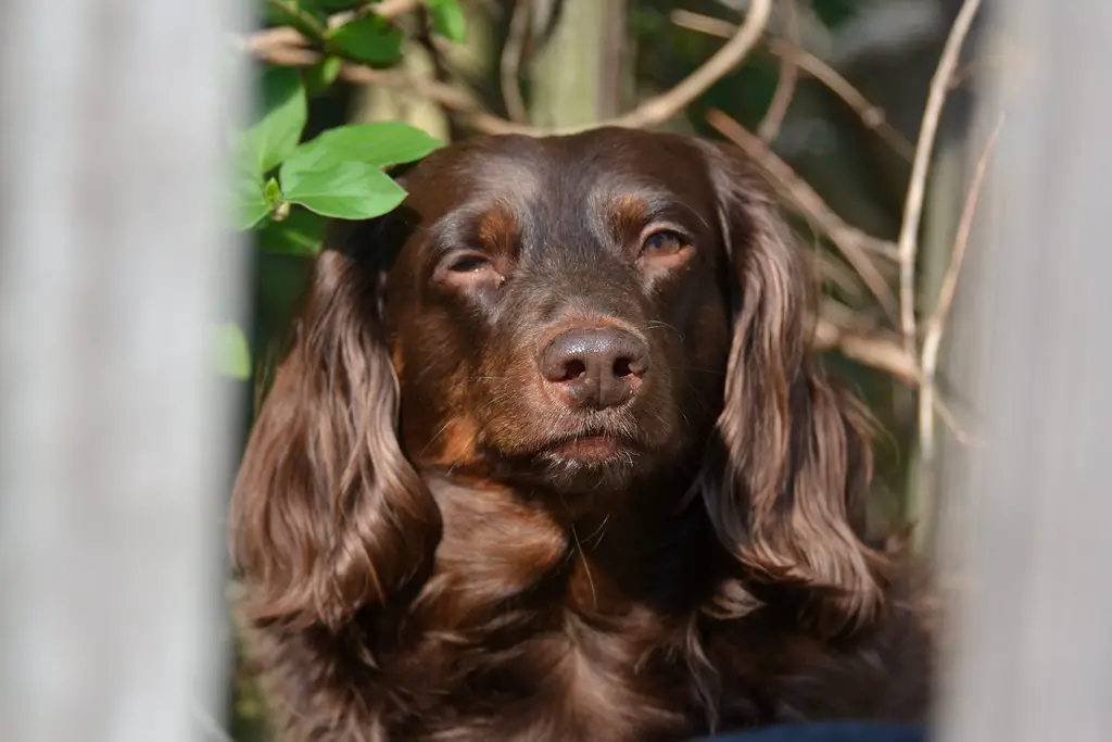 facts about chocolate cocker spaniels