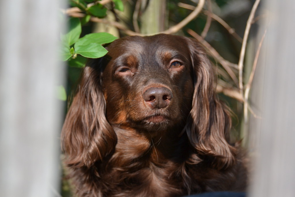 facts about chocolate cocker spaniels