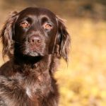 10 Fun Facts About Chocolate Cocker Spaniels
