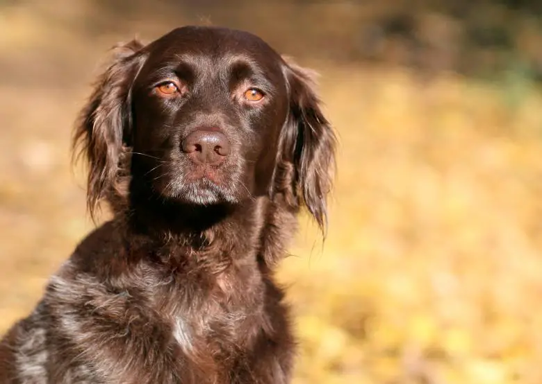 10 Fun Facts About Chocolate Cocker Spaniels