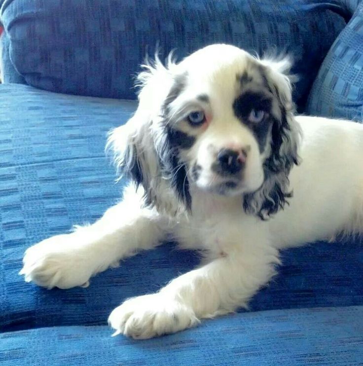 What is the Rarest Colour Cocker Spaniel?