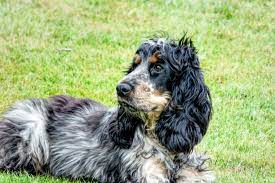 tri coloured working cocker spaniel