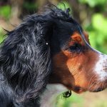 The Ultimate Guide to Tri-Colour Working Cocker Spaniel Breeds