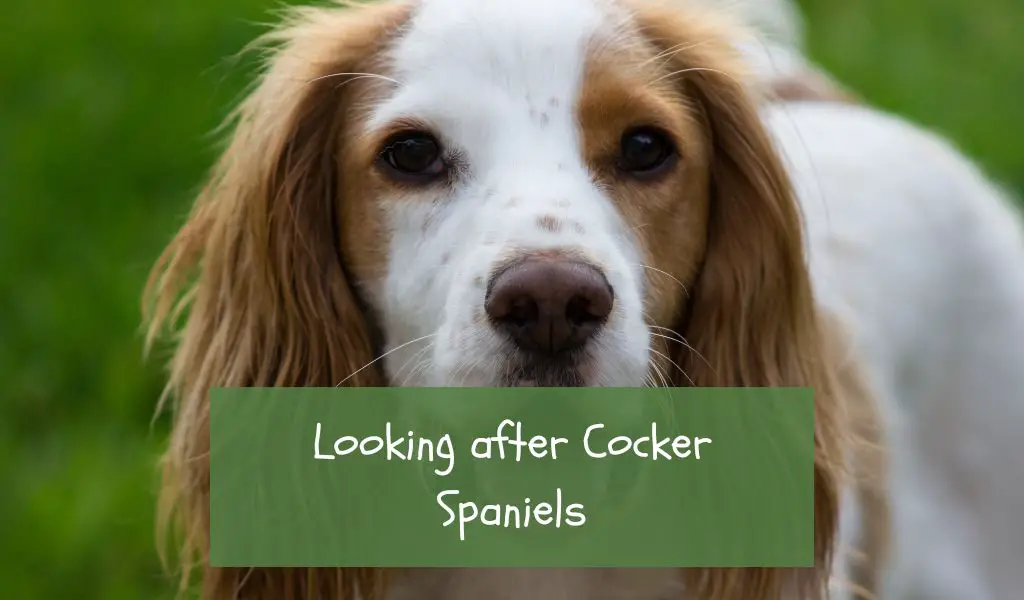 looking after cocker spaniels