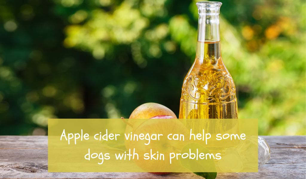 Is Apple Cider Vinegar Good for Dogs' Skin?