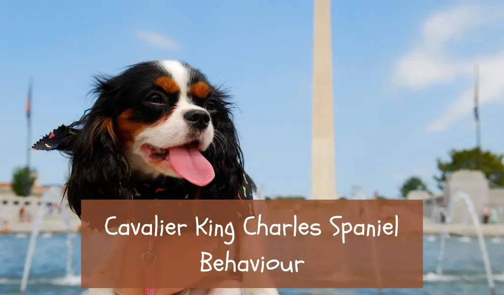 Cavalier King Charles Spaniel Behaviour