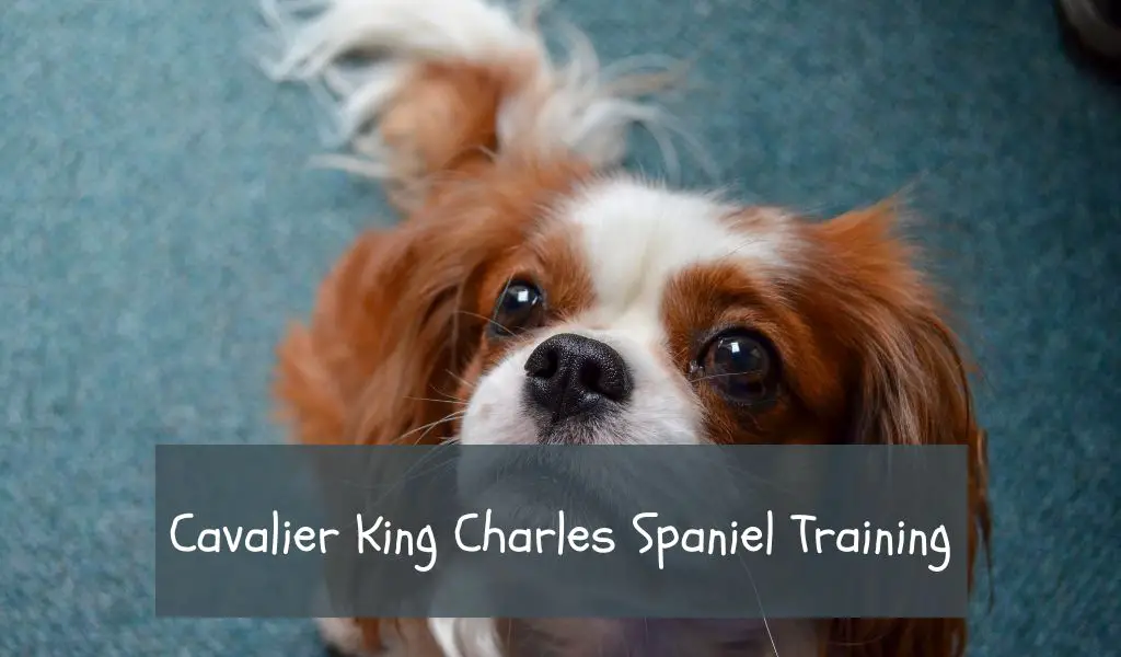 Cavalier King Charles Spaniel Training (1)