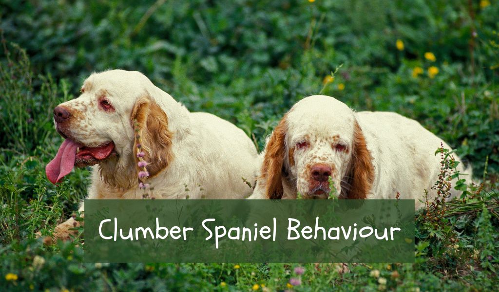 Clumber Spaniel Behaviour