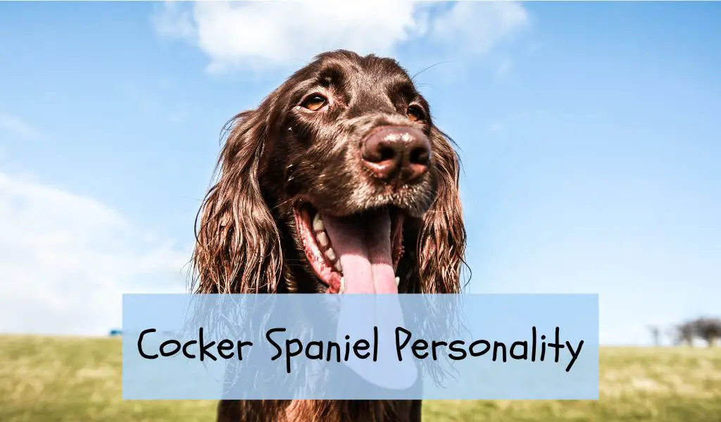 Cocker Spaniel Personality